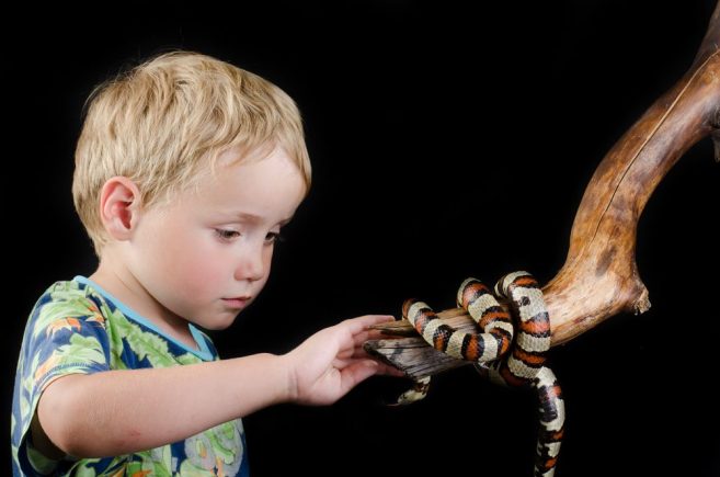 animais peçonhentos
