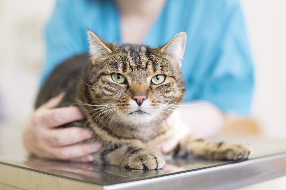 dermatofitose em gatos