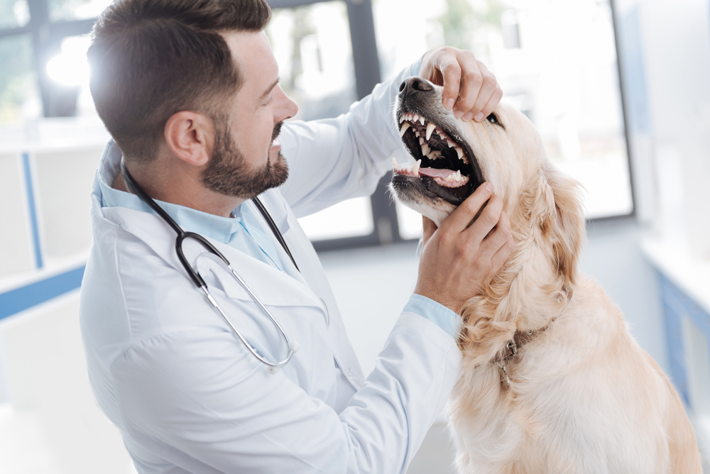 odontologia veterinária