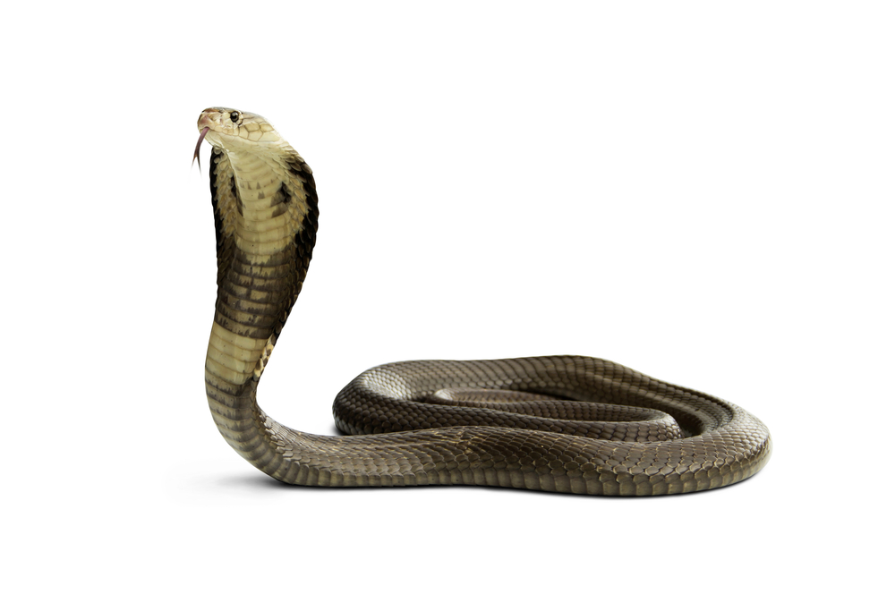 acidentes com animais peçonhentos