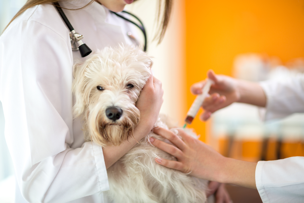 ozonioterapia veterinária