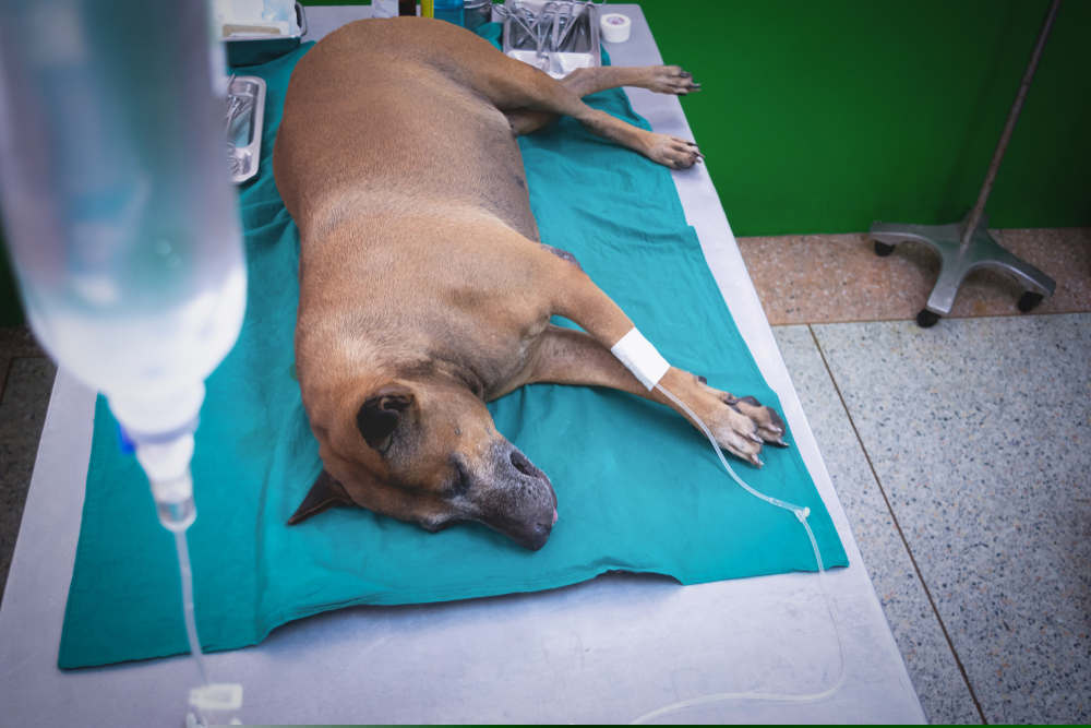 endoscopia veterinária