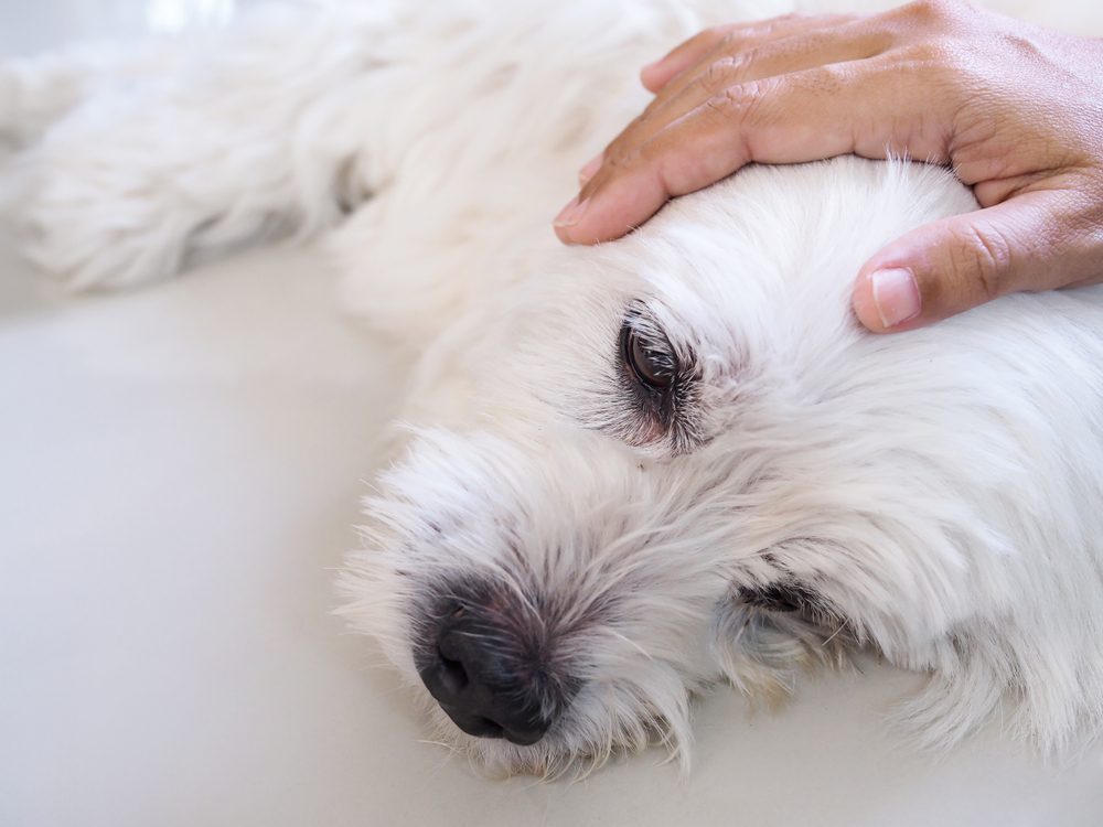epilepsia canina convulsões em cães