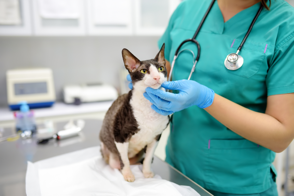 Como diagnosticar e tratar os transtornos da tireoide em pequenos animais. Hipertireoidismo em gatos e hipotireoidismo em cachorros.
