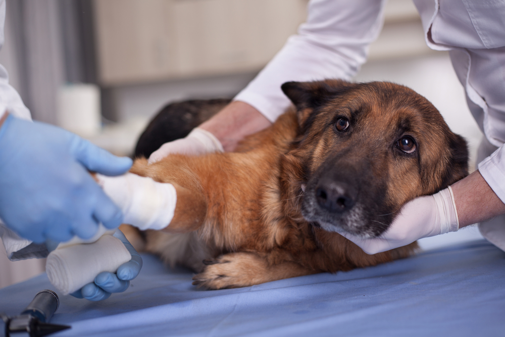 A importância da ambulância veterinária em casos de urgência