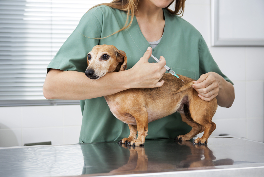 Medicina veterinária preventiva